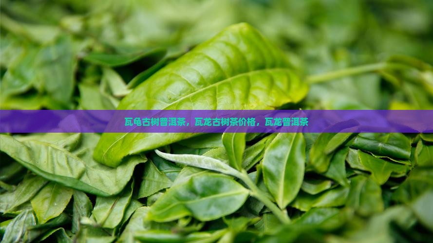 瓦龟古树普洱茶