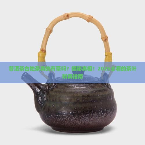 普洱茶台地茶叶背有毫吗