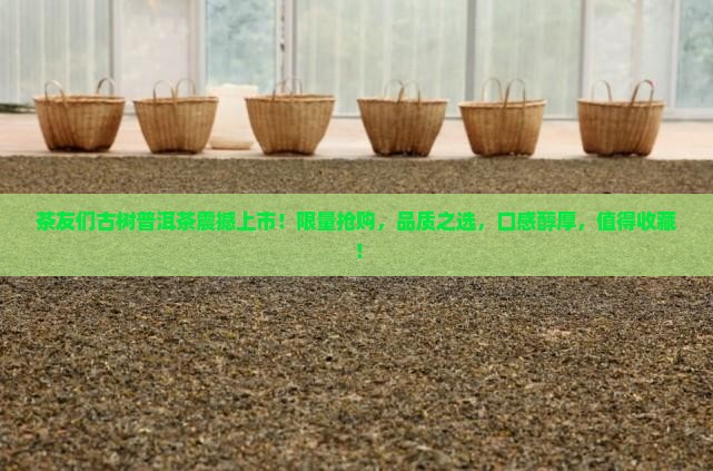 茶友们古树普洱茶