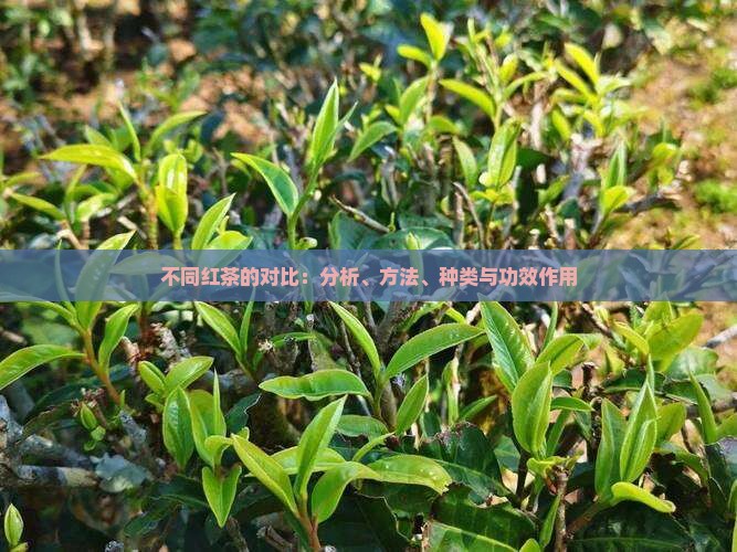 不同红茶的对比