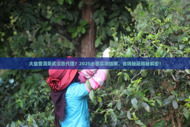 大益普洱茶武汉总代理