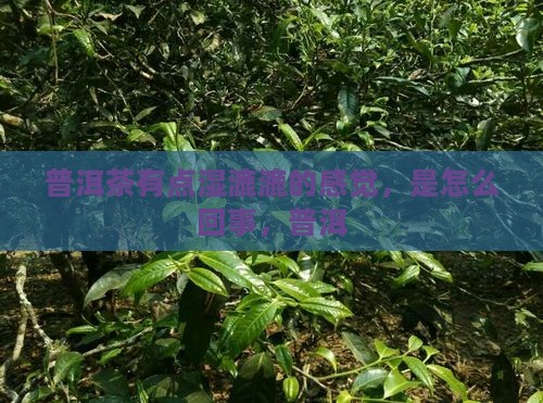 普洱茶湿漉漉的感觉