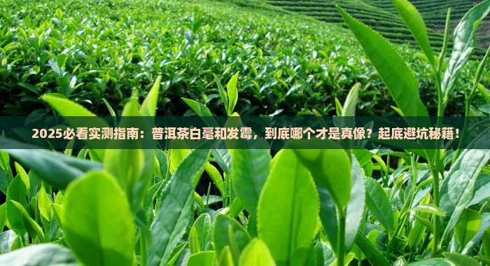 普洱茶白毫好还是发霉好