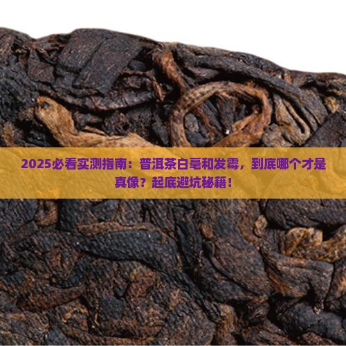普洱茶白毫好还是发霉好