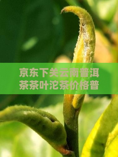 下关茶叶普洱茶