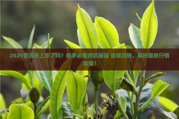 今年普洱茶上市了吗