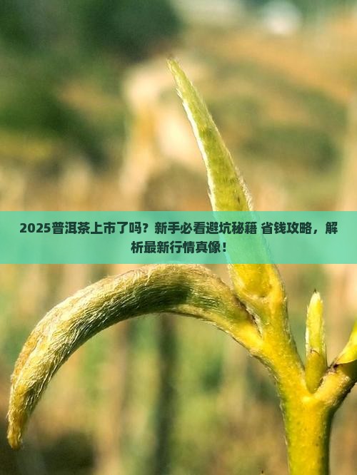 今年普洱茶上市了吗