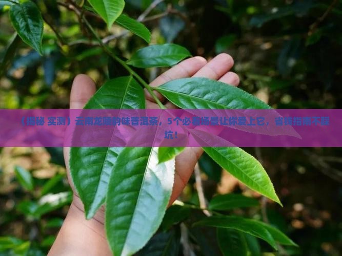 云南龙陵韵味普洱茶