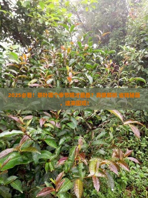 茶叶什么季节才好