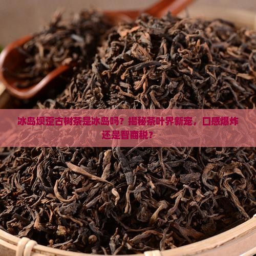 冰岛坝歪古树茶是冰岛吗
