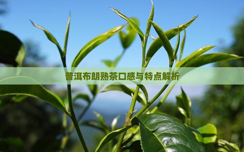 普洱茶布郎熟茶好喝吗