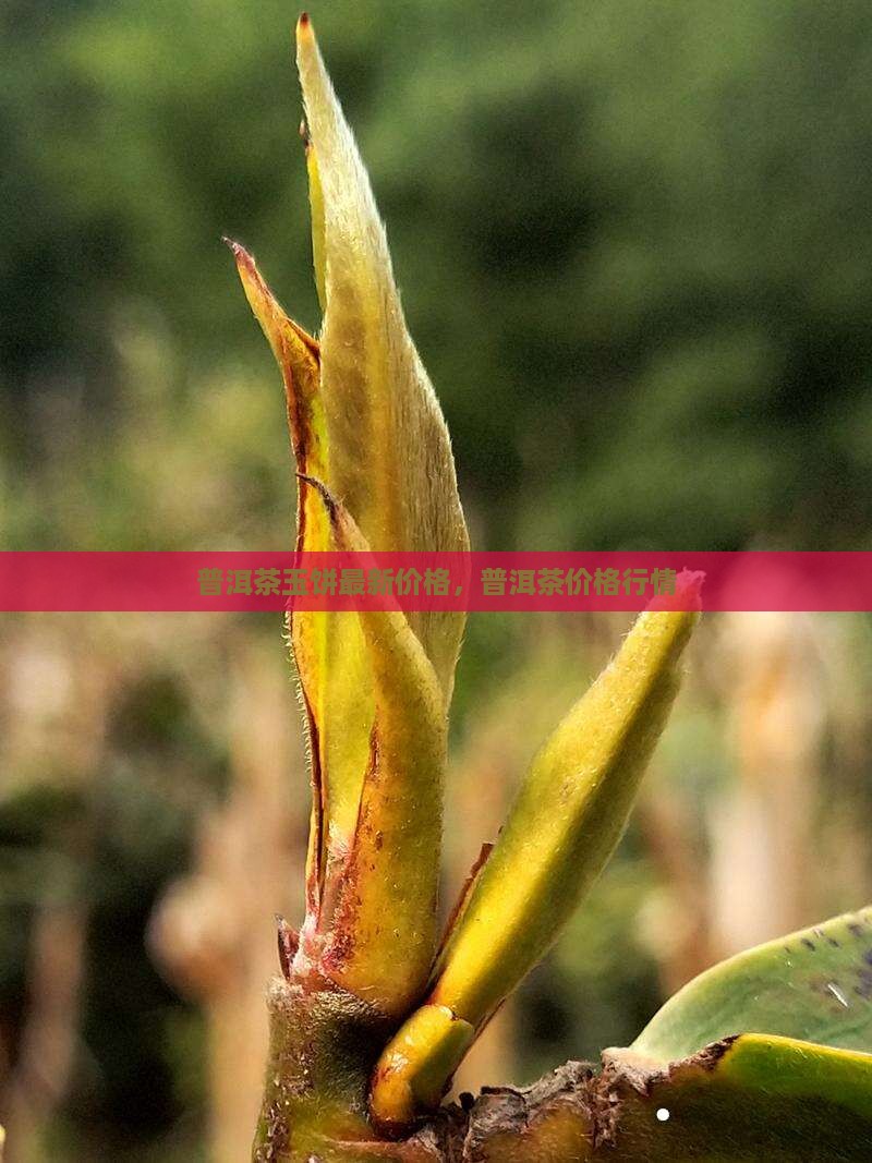 玉佩普洱茶价格