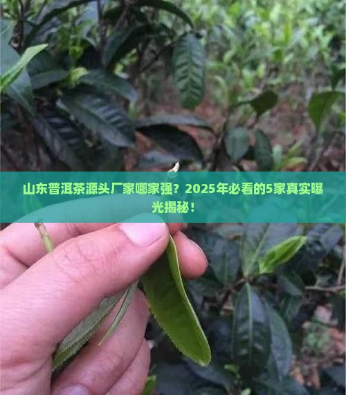 山东普洱茶源头厂家排名
