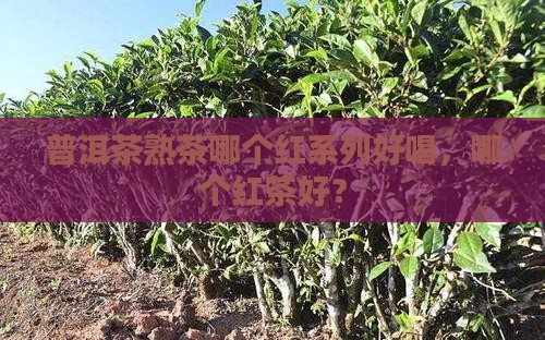 普洱茶熟茶哪个红