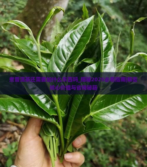 煮普洱茶还需要加什么东西吗