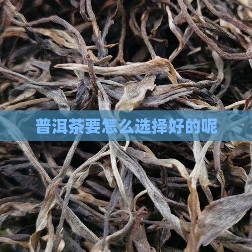 普洱茶要怎么选择好的呢