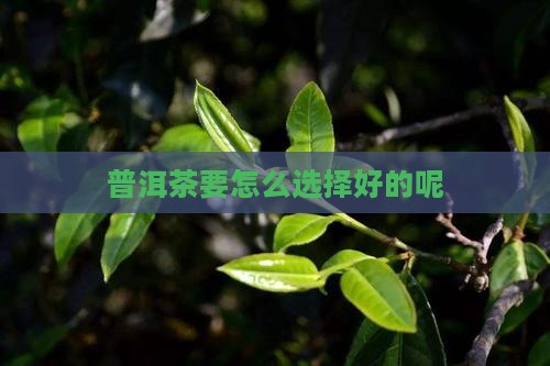 普洱茶要怎么选择好的呢