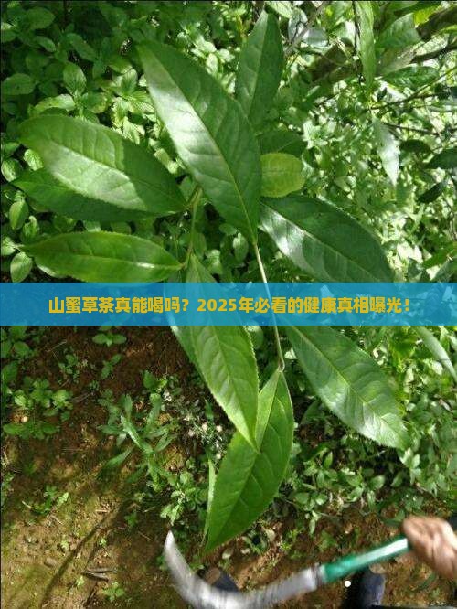 山蜜草茶有危害吗