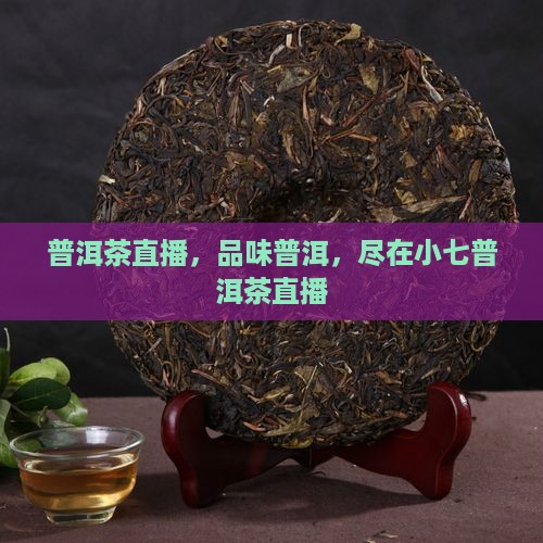 小七普洱茶直播