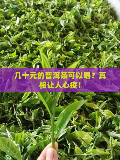 几十元的普洱茶可以喝
