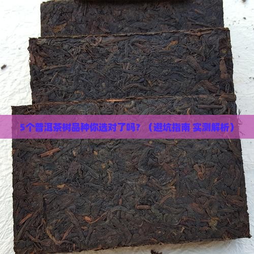 普洱茶有几个茶树品种