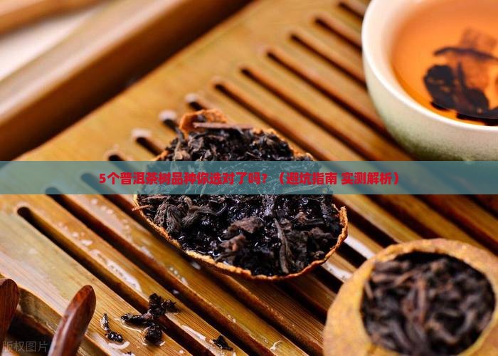 普洱茶有几个茶树品种