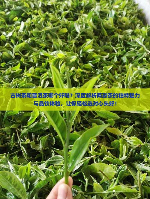 古树茶和普洱茶哪个好喝