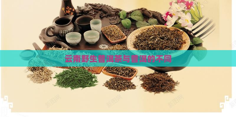 云南野生普洱茶有哪不同