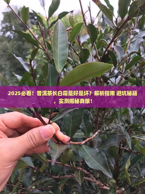 普洱茶长白霜是好还是不好