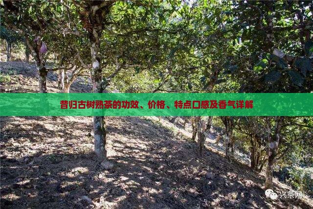 昔归古树熟茶的功效