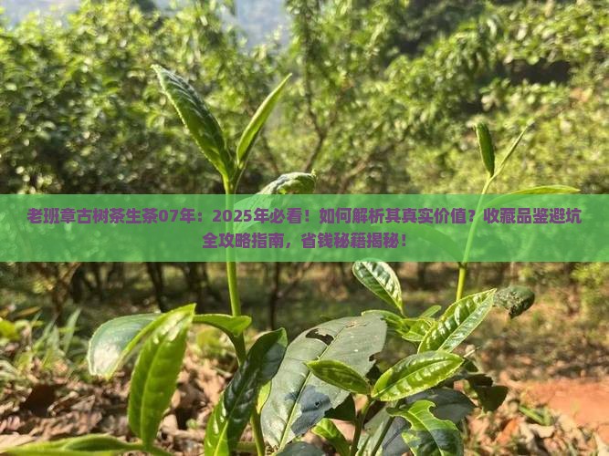 老班章古树茶生茶07年
