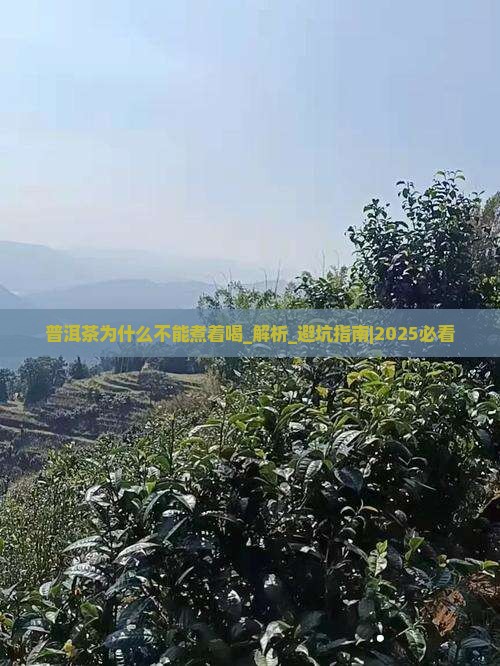 普洱茶为什么不能煮着喝