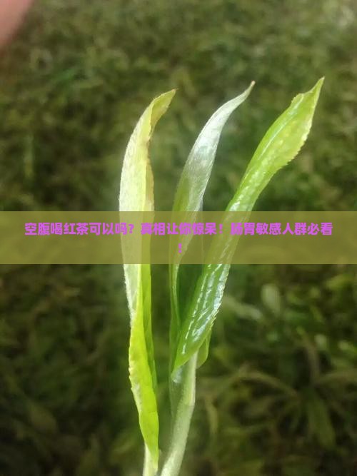 空腹喝红茶可以吗