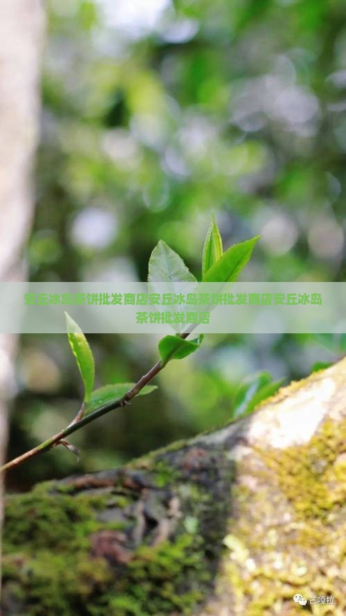安丘冰岛茶饼批发商店