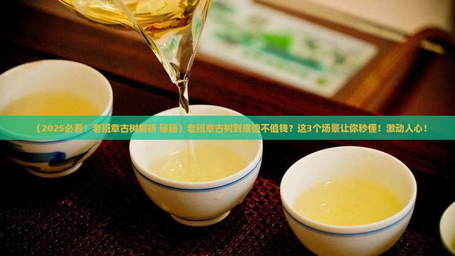 2019老班章古树