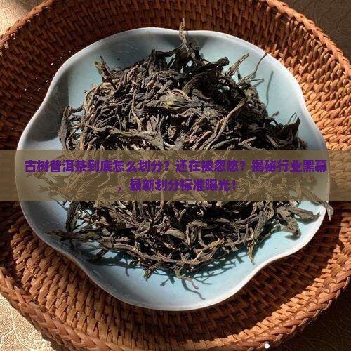 古树普洱茶的划分
