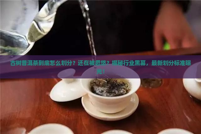 古树普洱茶的划分