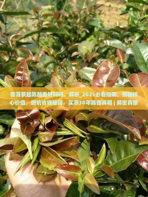 普洱茶越陈越香好吗吗