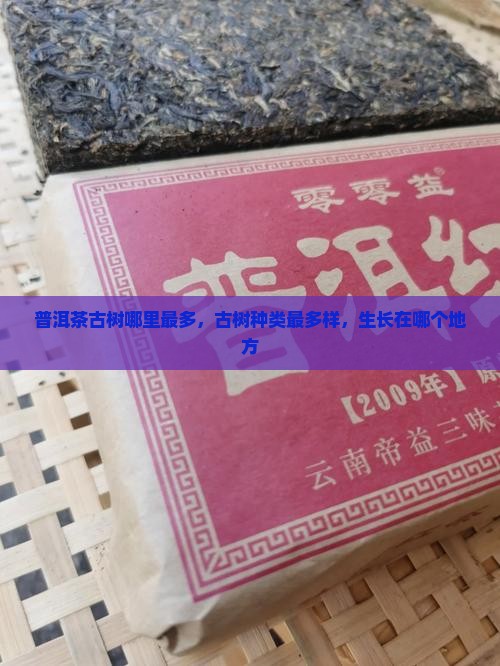 普洱茶古树哪里最多