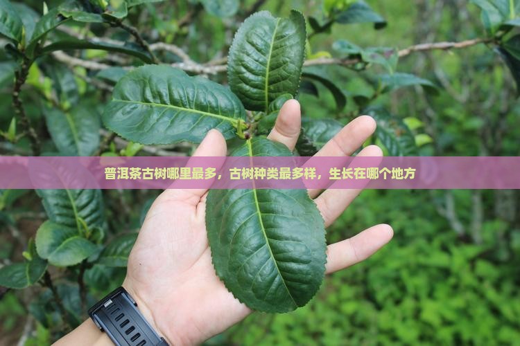 普洱茶古树哪里最多