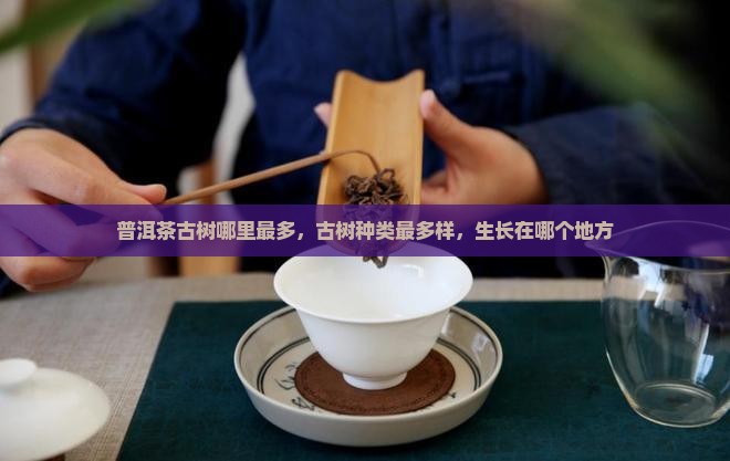 普洱茶古树哪里最多