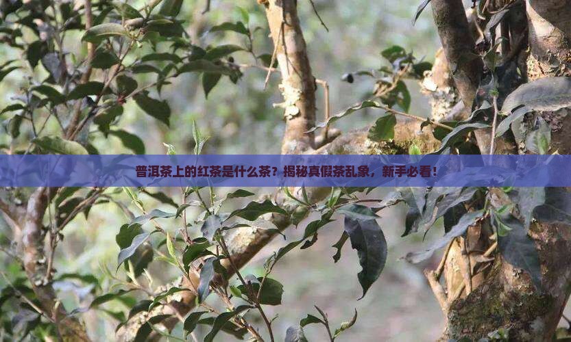 普洱茶上的红茶是什么茶