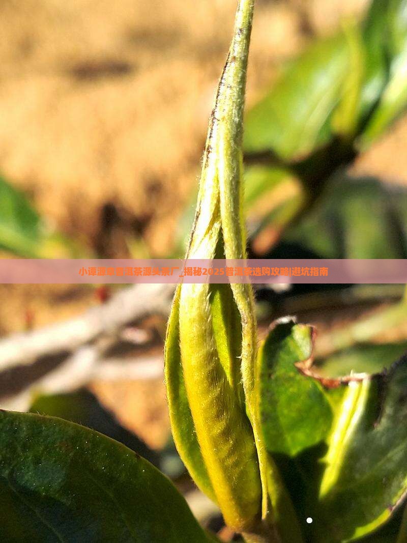 小谭源章普洱茶源头茶厂