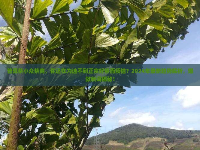 普洱茶小众茶商