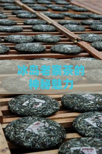 中国冰岛老寨茶