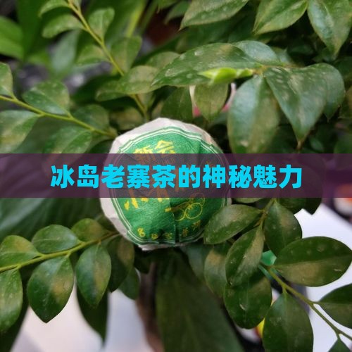 中国冰岛老寨茶