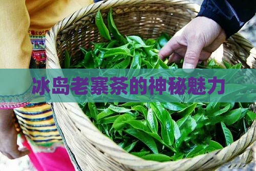中国冰岛老寨茶