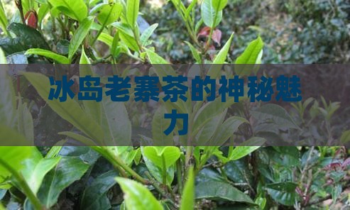 中国冰岛老寨茶