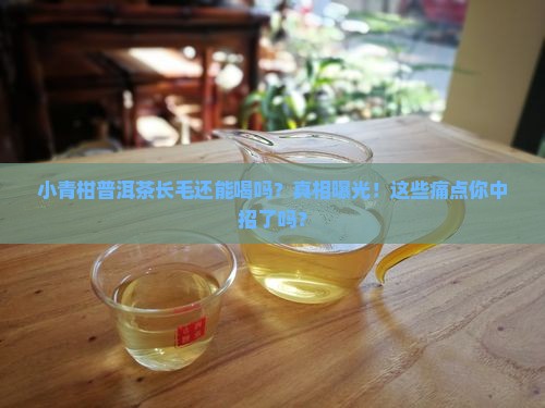 小青柑普洱茶长毛还能喝吗