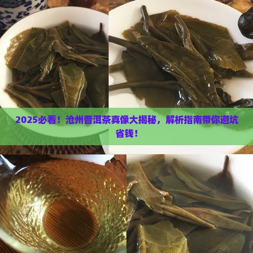 沧州普洱茶属于什么茶